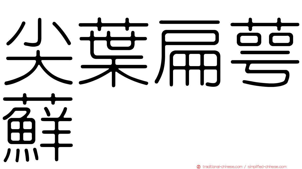尖葉扁萼蘚