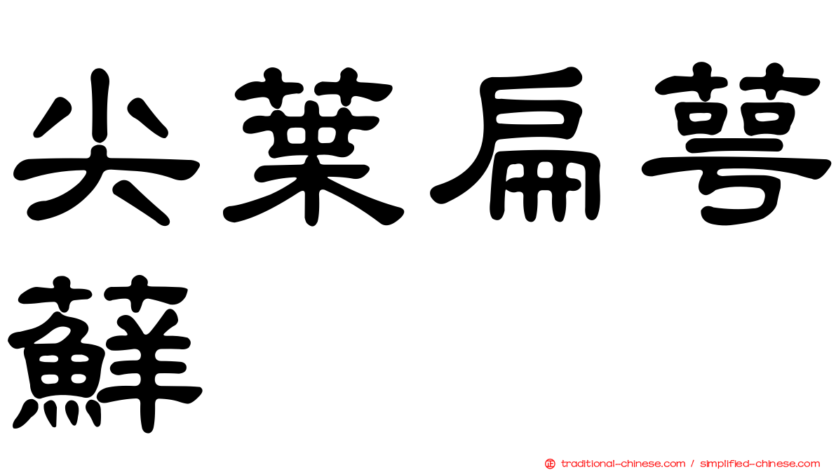 尖葉扁萼蘚