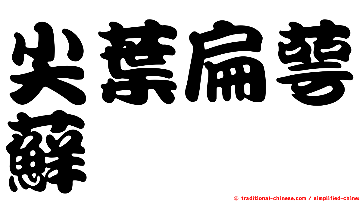 尖葉扁萼蘚