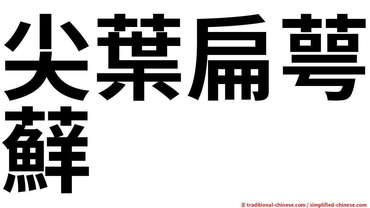 尖葉扁萼蘚