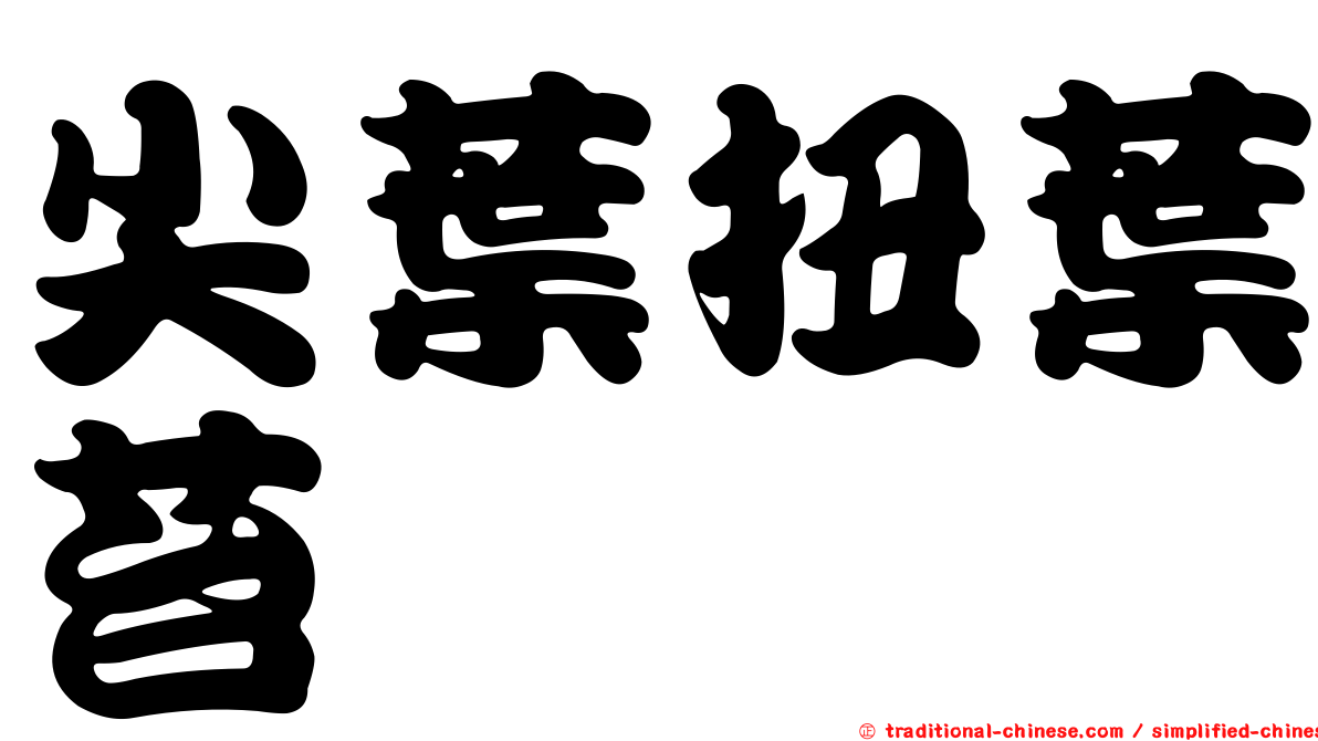 尖葉扭葉苔