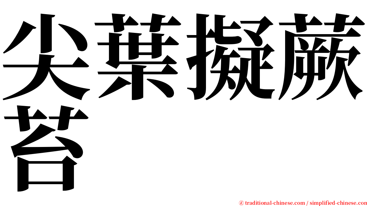 尖葉擬蕨苔 serif font