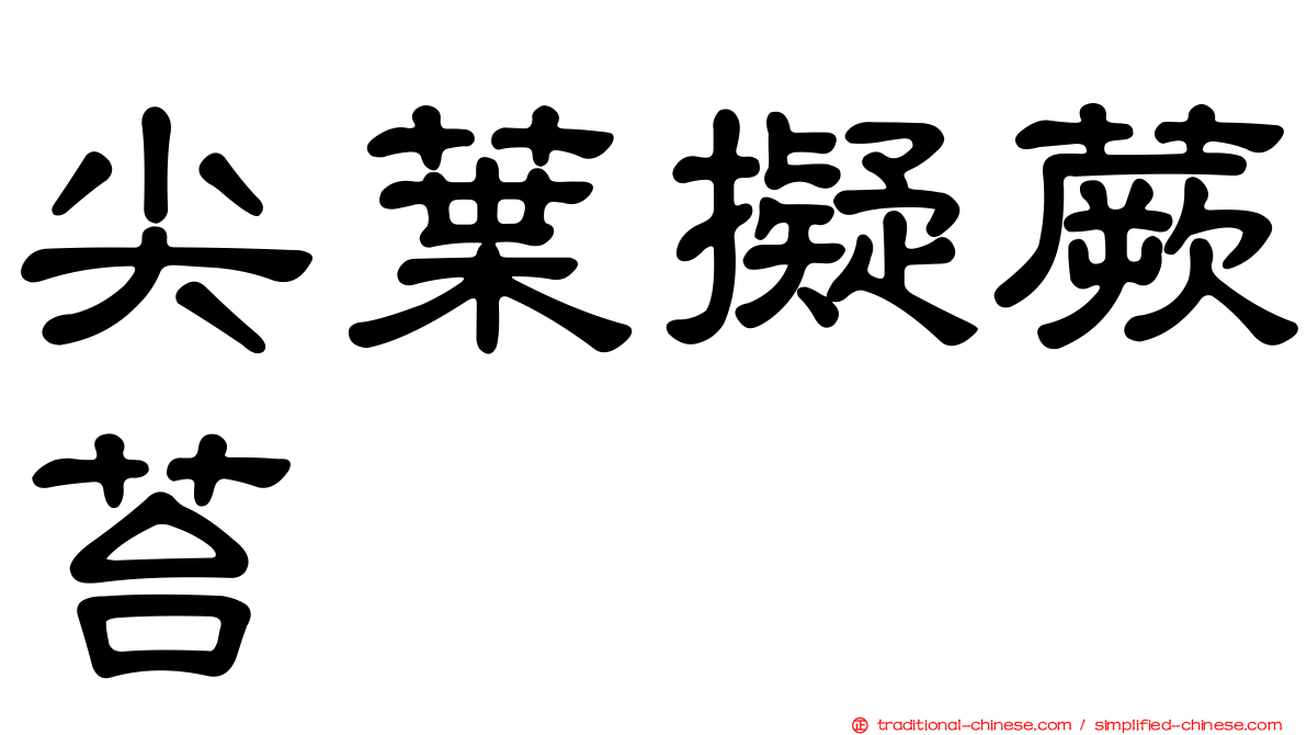 尖葉擬蕨苔