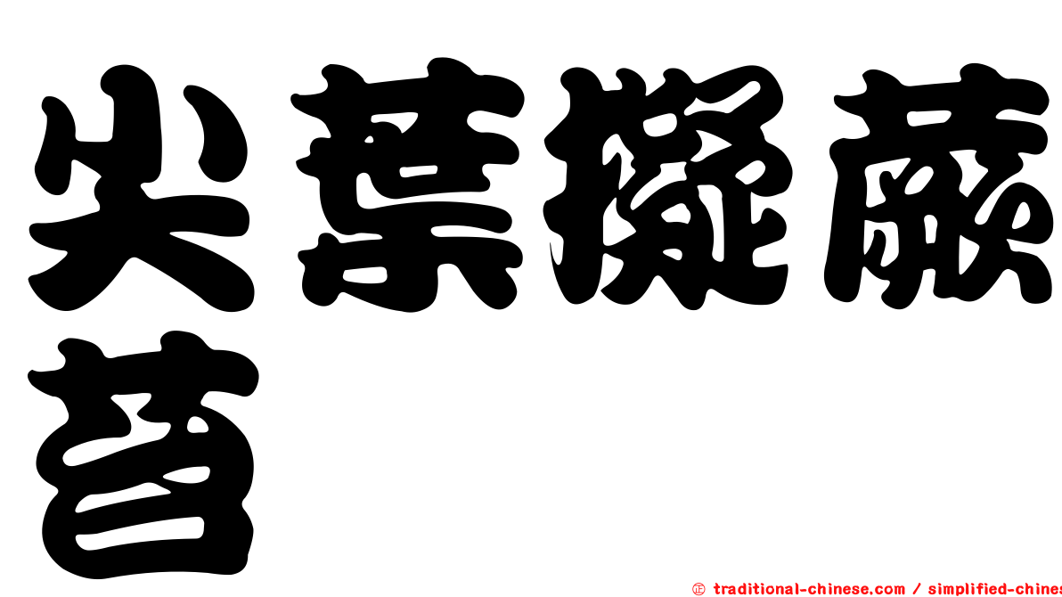 尖葉擬蕨苔