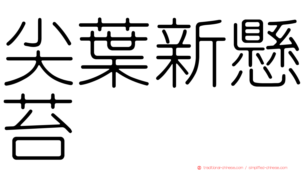 尖葉新懸苔
