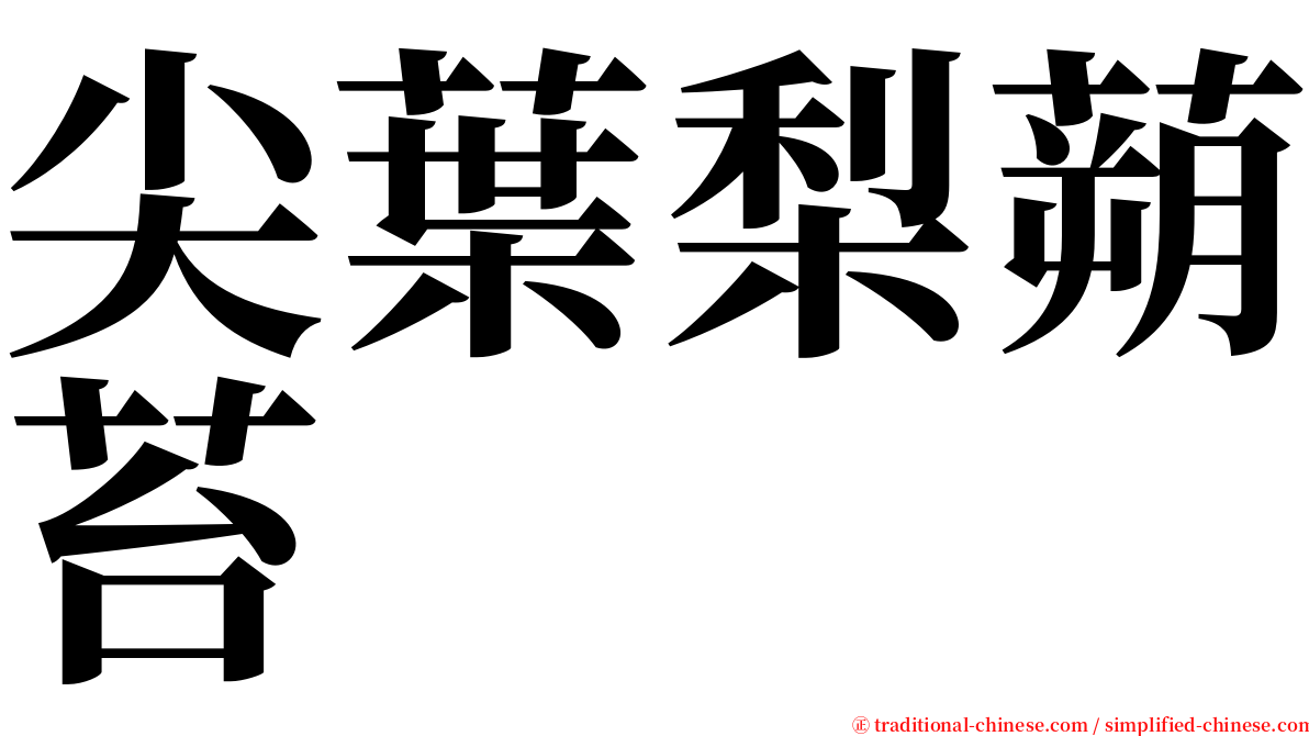 尖葉梨蒴苔 serif font