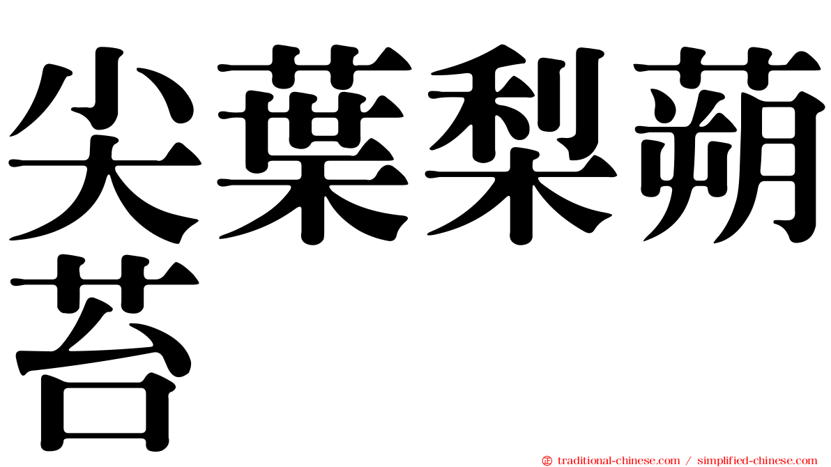 尖葉梨蒴苔