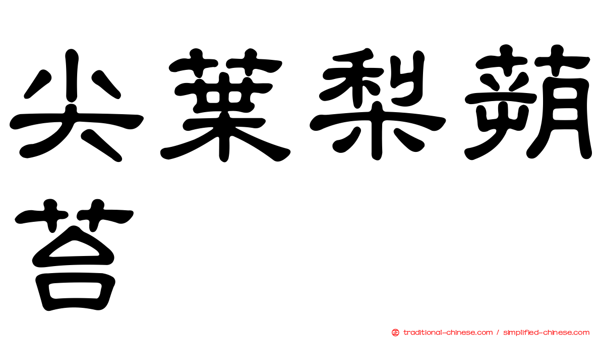尖葉梨蒴苔