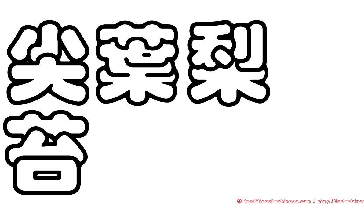 尖葉梨蒴苔