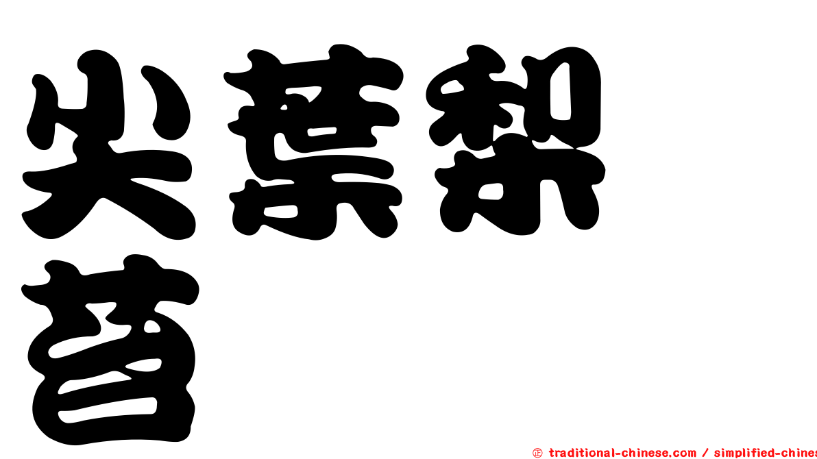 尖葉梨蒴苔