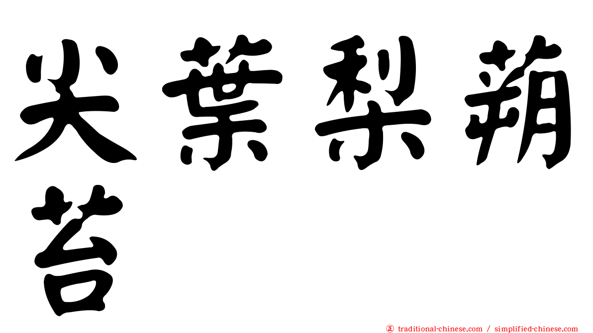 尖葉梨蒴苔