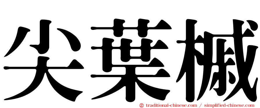 尖葉槭
