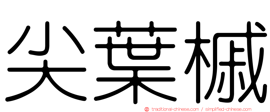 尖葉槭