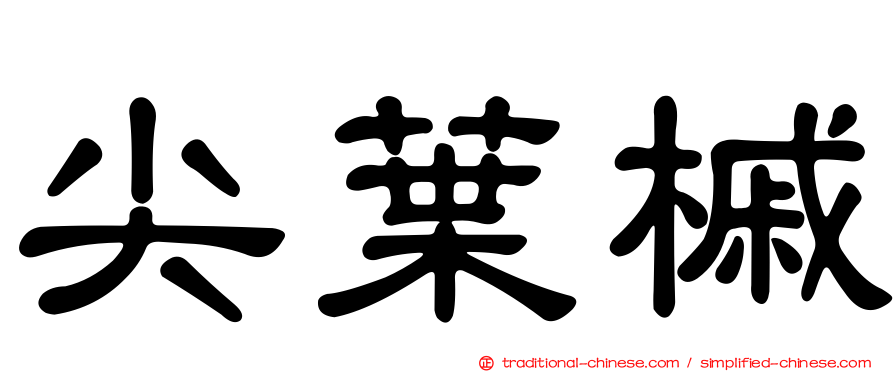 尖葉槭