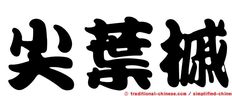 尖葉槭