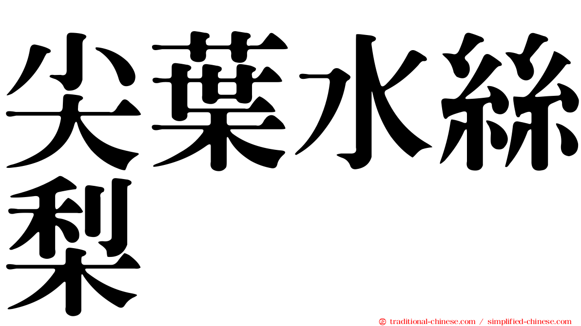 尖葉水絲梨