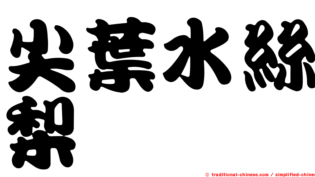 尖葉水絲梨