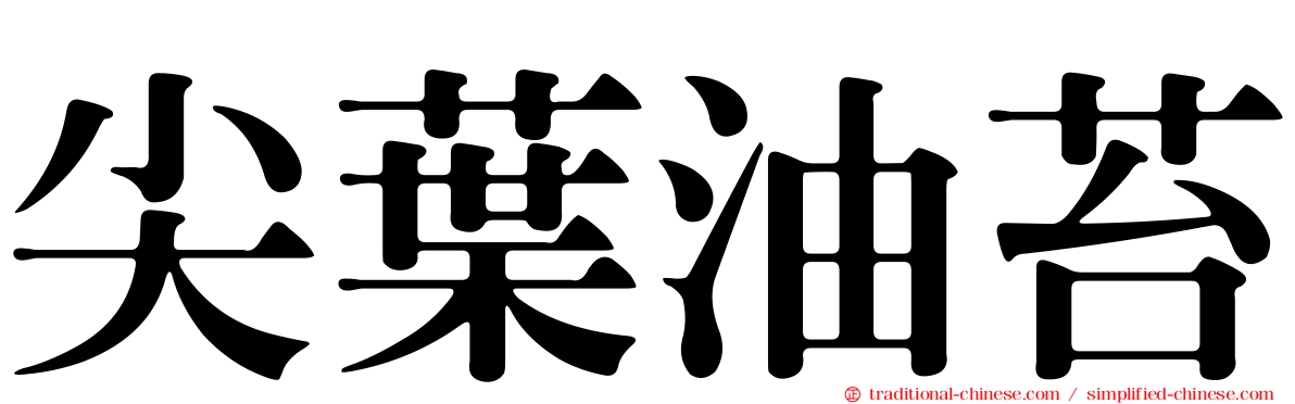 尖葉油苔