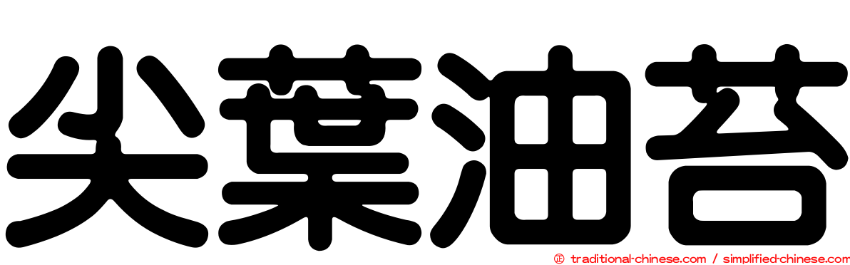 尖葉油苔