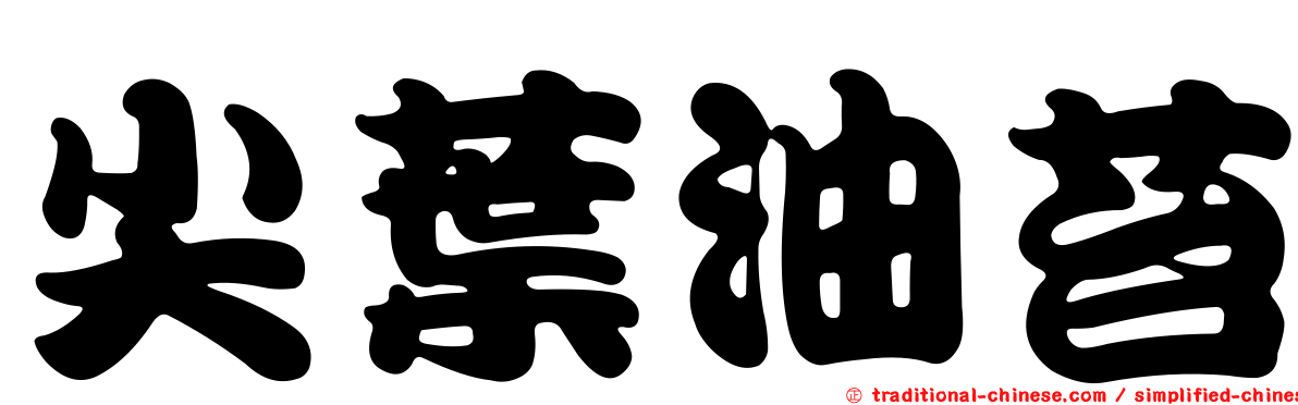 尖葉油苔