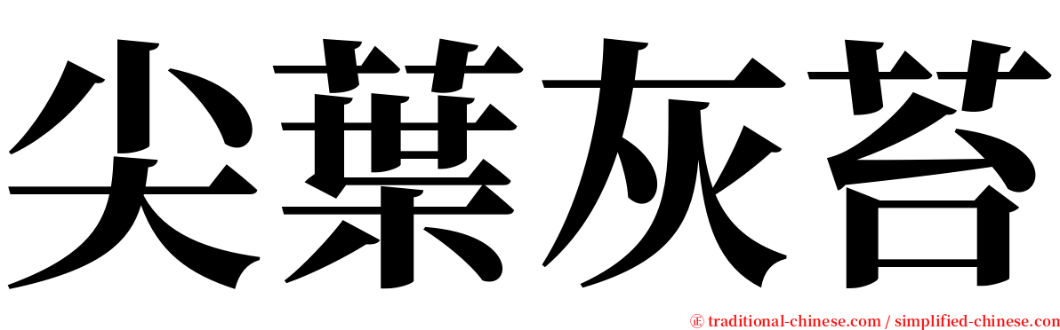 尖葉灰苔 serif font