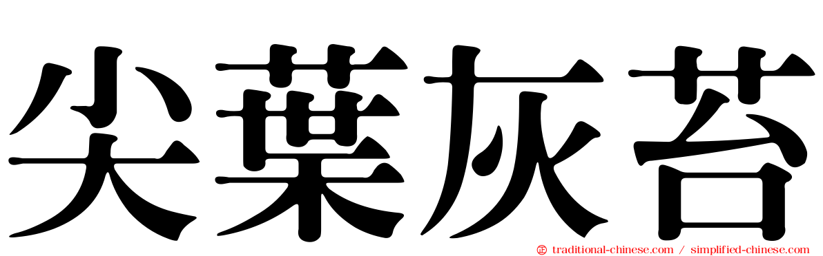 尖葉灰苔