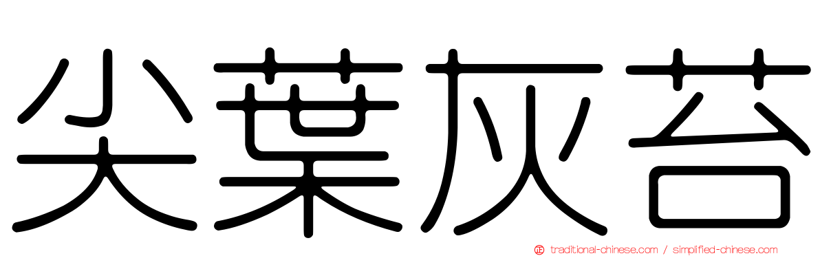 尖葉灰苔