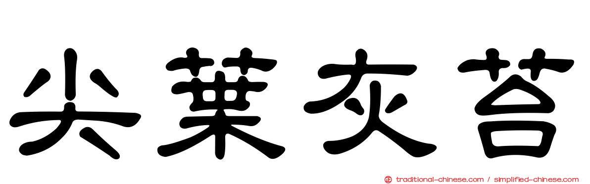 尖葉灰苔