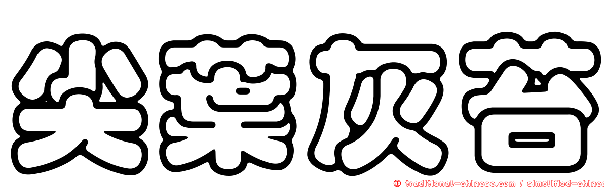尖葉灰苔