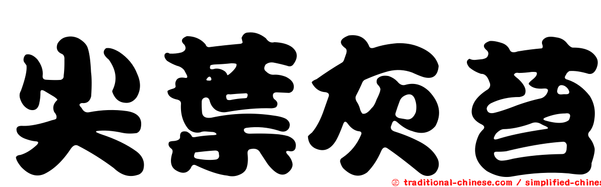 尖葉灰苔