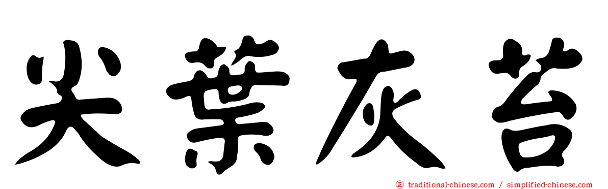 尖葉灰苔