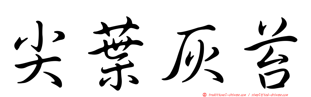 尖葉灰苔