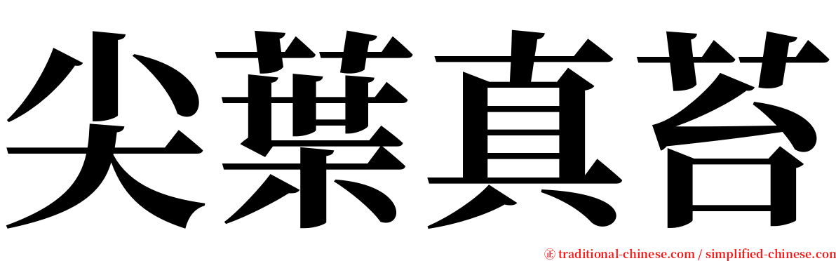 尖葉真苔 serif font
