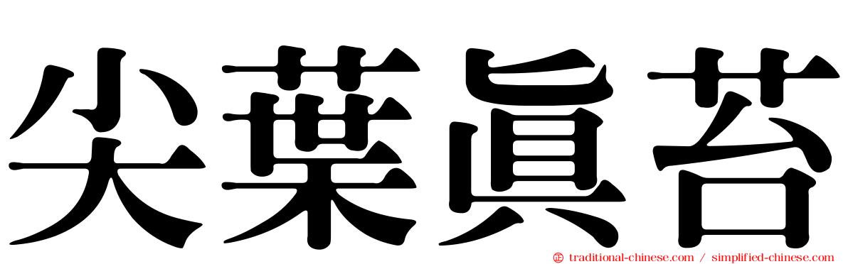 尖葉真苔