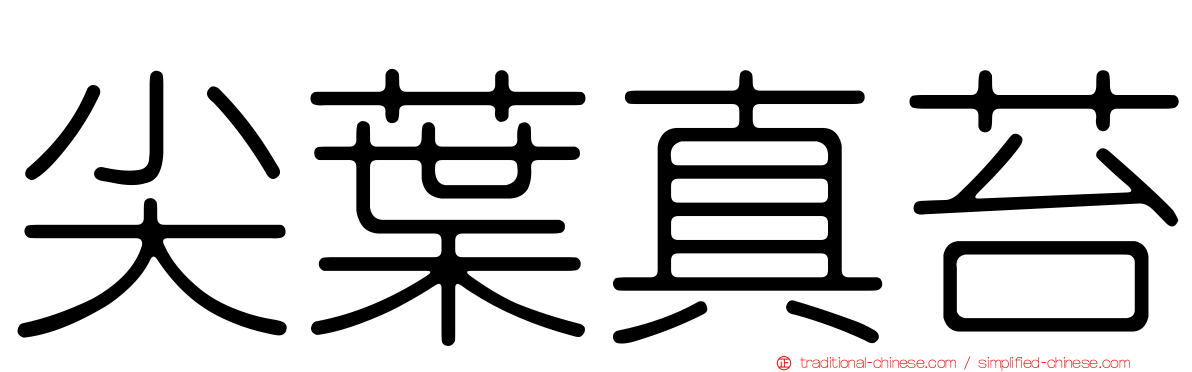 尖葉真苔