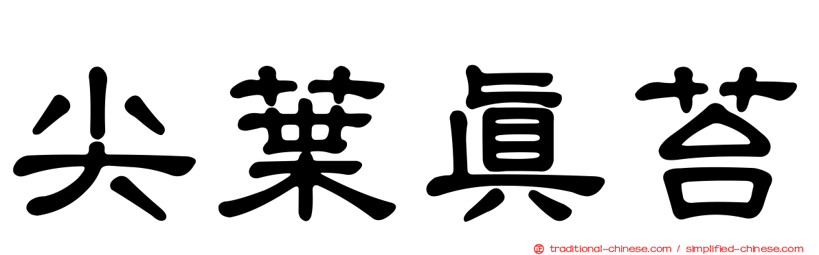 尖葉真苔