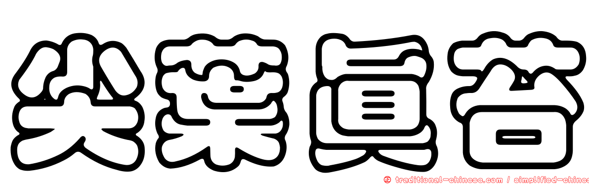 尖葉真苔