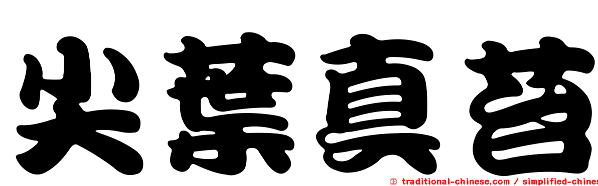 尖葉真苔