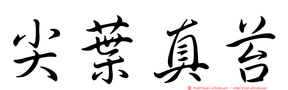 尖葉真苔