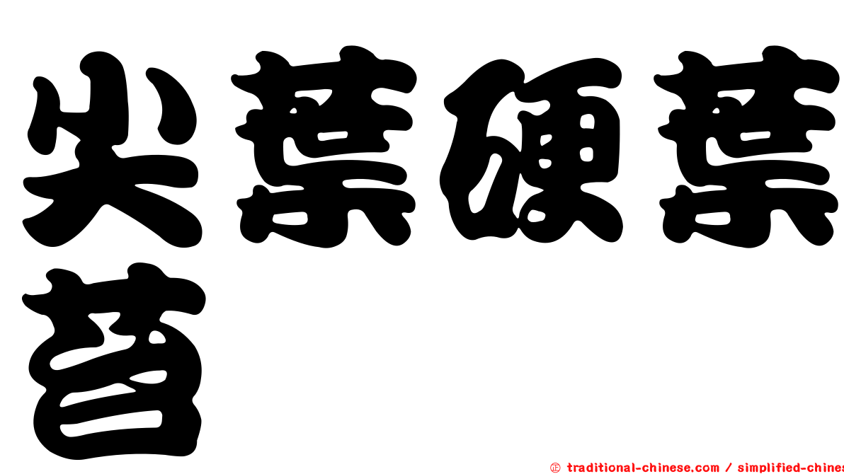 尖葉硬葉苔