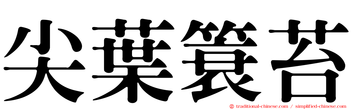 尖葉簑苔