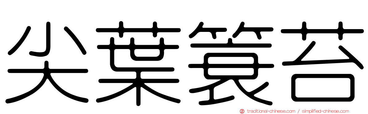 尖葉簑苔