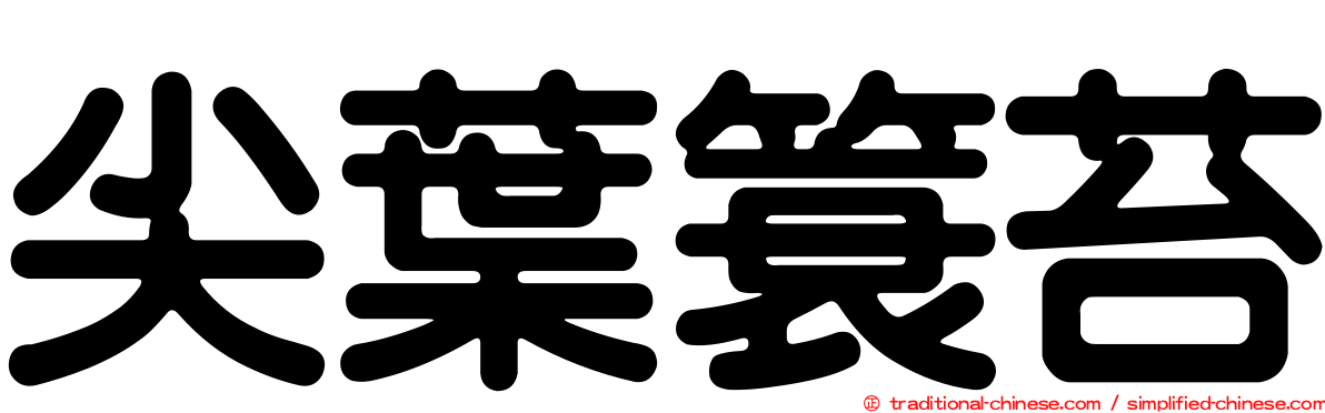 尖葉簑苔