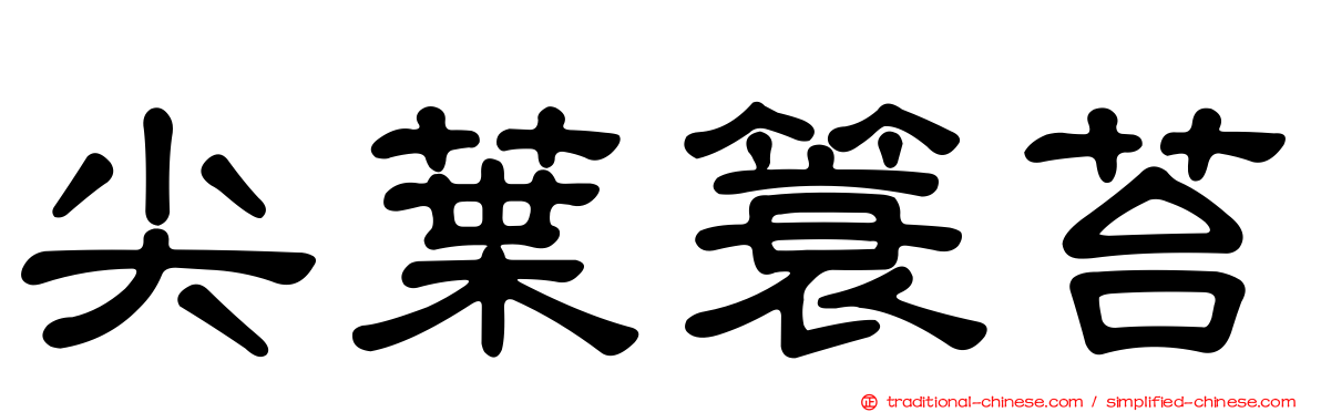 尖葉簑苔