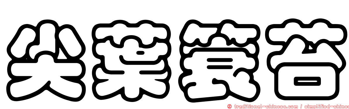 尖葉簑苔