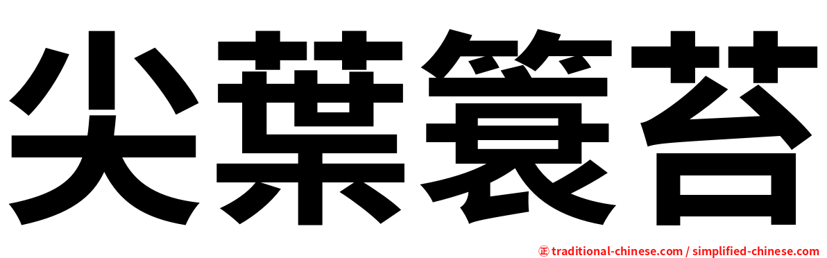 尖葉簑苔