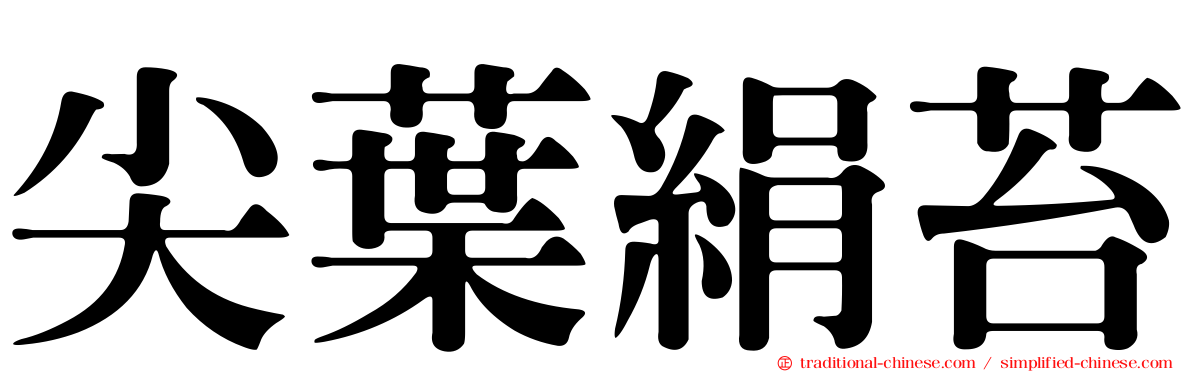 尖葉絹苔