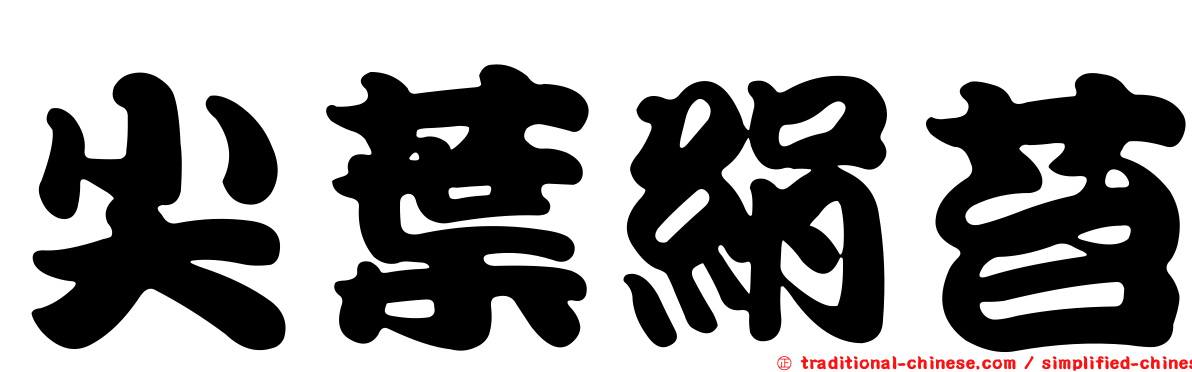 尖葉絹苔