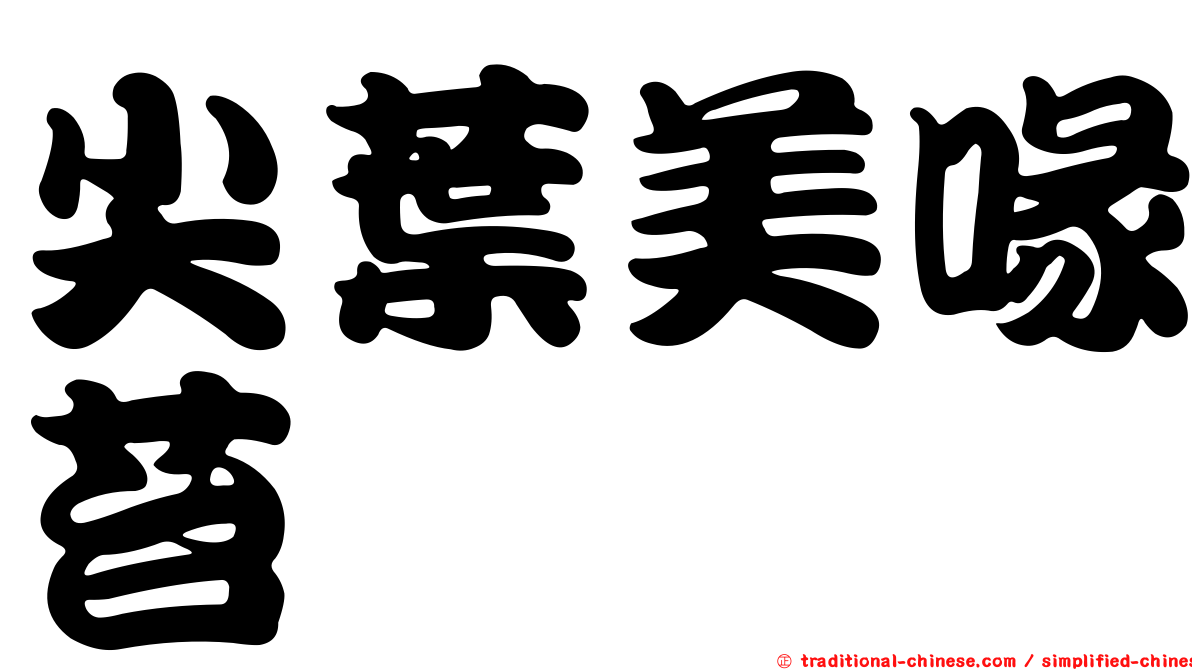 尖葉美喙苔