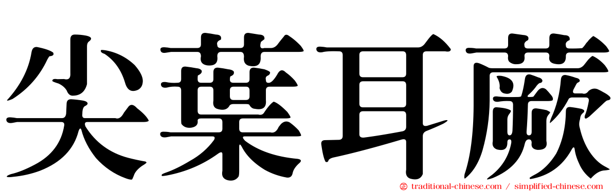 尖葉耳蕨